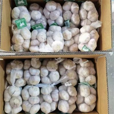 Garlic- Carton packing