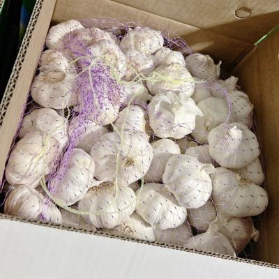 Garlic- Carton packing